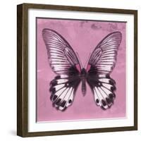 Miss Butterfly Agenor Sq - Pale Violet-Philippe Hugonnard-Framed Photographic Print