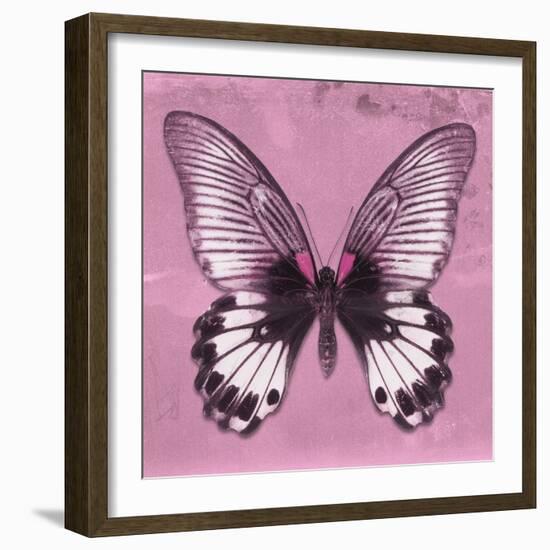 Miss Butterfly Agenor Sq - Pale Violet-Philippe Hugonnard-Framed Photographic Print