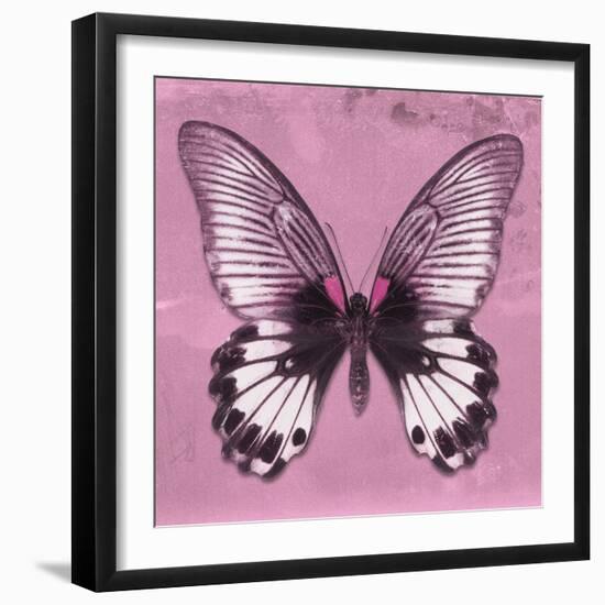 Miss Butterfly Agenor Sq - Pale Violet-Philippe Hugonnard-Framed Photographic Print