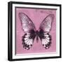 Miss Butterfly Agenor Sq - Pale Violet-Philippe Hugonnard-Framed Photographic Print