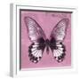 Miss Butterfly Agenor Sq - Pale Violet-Philippe Hugonnard-Framed Photographic Print