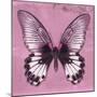 Miss Butterfly Agenor Sq - Pale Violet-Philippe Hugonnard-Mounted Photographic Print