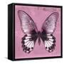Miss Butterfly Agenor Sq - Pale Violet-Philippe Hugonnard-Framed Stretched Canvas