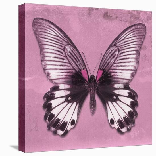 Miss Butterfly Agenor Sq - Pale Violet-Philippe Hugonnard-Stretched Canvas