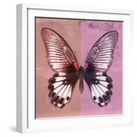 Miss Butterfly Agenor Sq - Red & Pale Violet-Philippe Hugonnard-Framed Photographic Print