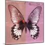 Miss Butterfly Agenor Sq - Red & Pale Violet-Philippe Hugonnard-Mounted Photographic Print