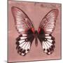 Miss Butterfly Agenor Sq - Red-Philippe Hugonnard-Mounted Photographic Print