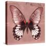 Miss Butterfly Agenor Sq - Red-Philippe Hugonnard-Stretched Canvas