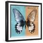 Miss Butterfly Agenor Sq - Turquoise & Orange-Philippe Hugonnard-Framed Photographic Print