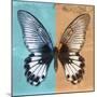 Miss Butterfly Agenor Sq - Turquoise & Orange-Philippe Hugonnard-Mounted Photographic Print