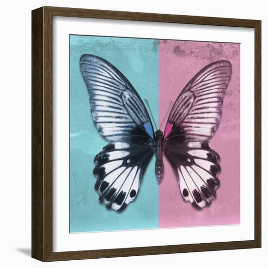 Miss Butterfly Agenor Sq - Turquoise & Pale Violet-Philippe Hugonnard-Framed Photographic Print