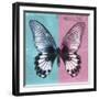 Miss Butterfly Agenor Sq - Turquoise & Pale Violet-Philippe Hugonnard-Framed Photographic Print