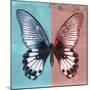 Miss Butterfly Agenor Sq - Turquoise & Red-Philippe Hugonnard-Mounted Photographic Print
