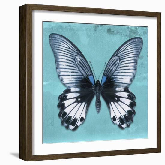 Miss Butterfly Agenor Sq - Turquoise-Philippe Hugonnard-Framed Photographic Print