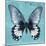 Miss Butterfly Agenor Sq - Turquoise-Philippe Hugonnard-Mounted Photographic Print