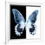 Miss Butterfly Agenor Sq - X-Ray B&W Edition-Philippe Hugonnard-Framed Photographic Print