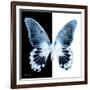 Miss Butterfly Agenor Sq - X-Ray B&W Edition-Philippe Hugonnard-Framed Photographic Print