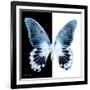 Miss Butterfly Agenor Sq - X-Ray B&W Edition-Philippe Hugonnard-Framed Photographic Print