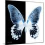 Miss Butterfly Agenor Sq - X-Ray B&W Edition-Philippe Hugonnard-Mounted Photographic Print