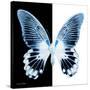 Miss Butterfly Agenor Sq - X-Ray B&W Edition-Philippe Hugonnard-Stretched Canvas
