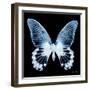 Miss Butterfly Agenor Sq - X-Ray Black Edition-Philippe Hugonnard-Framed Photographic Print