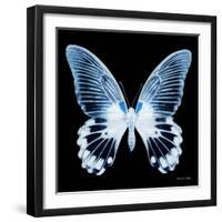 Miss Butterfly Agenor Sq - X-Ray Black Edition-Philippe Hugonnard-Framed Photographic Print