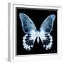 Miss Butterfly Agenor Sq - X-Ray Black Edition-Philippe Hugonnard-Framed Photographic Print