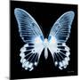 Miss Butterfly Agenor Sq - X-Ray Black Edition-Philippe Hugonnard-Mounted Photographic Print
