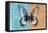 Miss Butterfly Agenor - Turquoise & Orange-Philippe Hugonnard-Framed Stretched Canvas