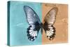 Miss Butterfly Agenor - Turquoise & Orange-Philippe Hugonnard-Stretched Canvas
