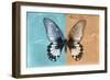 Miss Butterfly Agenor - Turquoise & Orange-Philippe Hugonnard-Framed Photographic Print