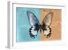 Miss Butterfly Agenor - Turquoise & Orange-Philippe Hugonnard-Framed Photographic Print