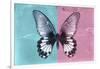 Miss Butterfly Agenor - Turquoise & Pale Violet-Philippe Hugonnard-Framed Photographic Print