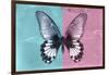 Miss Butterfly Agenor - Turquoise & Pale Violet-Philippe Hugonnard-Framed Photographic Print