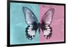 Miss Butterfly Agenor - Turquoise & Pale Violet-Philippe Hugonnard-Framed Photographic Print