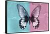 Miss Butterfly Agenor - Turquoise & Pale Violet-Philippe Hugonnard-Framed Stretched Canvas