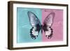 Miss Butterfly Agenor - Turquoise & Pale Violet-Philippe Hugonnard-Framed Photographic Print