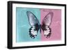 Miss Butterfly Agenor - Turquoise & Pale Violet-Philippe Hugonnard-Framed Photographic Print