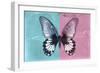 Miss Butterfly Agenor - Turquoise & Pale Violet-Philippe Hugonnard-Framed Photographic Print