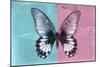 Miss Butterfly Agenor - Turquoise & Pale Violet-Philippe Hugonnard-Mounted Photographic Print