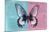 Miss Butterfly Agenor - Turquoise & Pale Violet-Philippe Hugonnard-Mounted Photographic Print