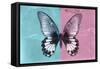 Miss Butterfly Agenor - Turquoise & Pale Violet-Philippe Hugonnard-Framed Stretched Canvas