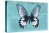 Miss Butterfly Agenor - Turquoise-Philippe Hugonnard-Stretched Canvas