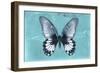 Miss Butterfly Agenor - Turquoise-Philippe Hugonnard-Framed Photographic Print