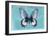 Miss Butterfly Agenor - Turquoise-Philippe Hugonnard-Framed Photographic Print