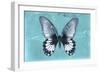 Miss Butterfly Agenor - Turquoise-Philippe Hugonnard-Framed Photographic Print