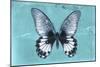 Miss Butterfly Agenor - Turquoise-Philippe Hugonnard-Mounted Photographic Print