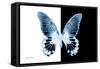 Miss Butterfly Agenor - X-Ray B&W Edition-Philippe Hugonnard-Framed Stretched Canvas