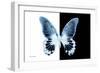 Miss Butterfly Agenor - X-Ray B&W Edition-Philippe Hugonnard-Framed Photographic Print