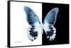Miss Butterfly Agenor - X-Ray B&W Edition-Philippe Hugonnard-Framed Stretched Canvas
